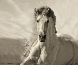 andalusian horse